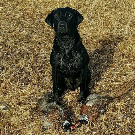 All of our breeding dogs are AKC and UKC registered field bred British Labradors and are certified in. . Fully trained labrador gundogs for sale uk